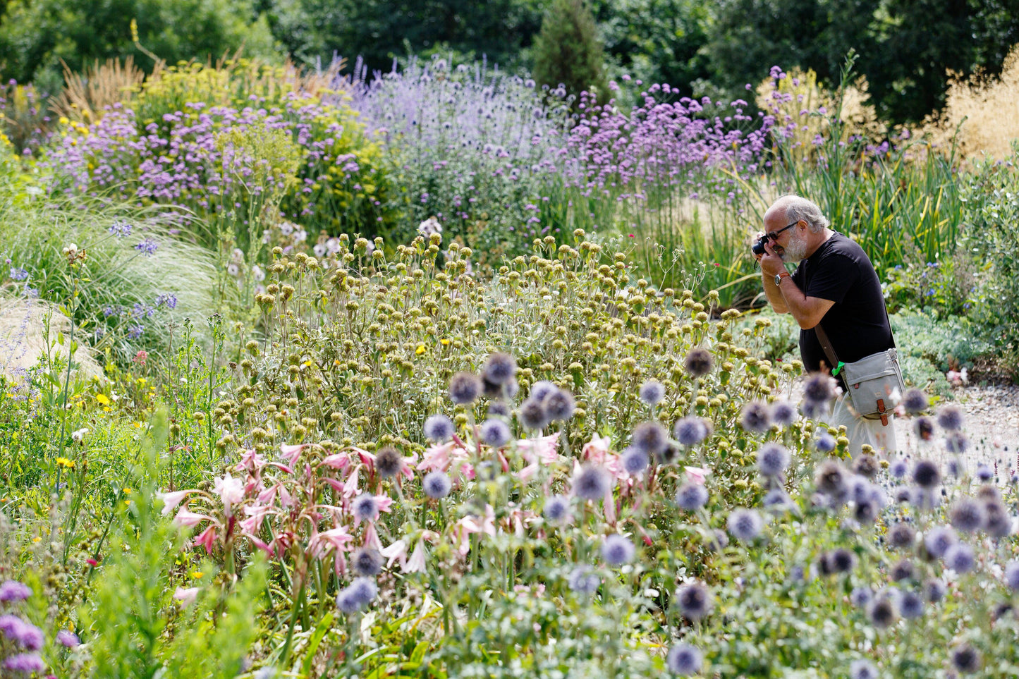 2nd August 2025 - Hyde Hall Flower Show RHS MEMBER